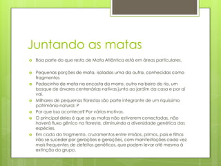 Juntando as matas


Boa parte do que resta de Mata Atlântica está em áreas particulares.



Pequenas porções de mata, isoladas uma da outra, conhecidas como
fragmentos
Pedacinho de mata na encosta do morro, outro na beira do rio, um
bosque de árvores centenárias nativas junto ao jardim da casa e por aí
vai.
Milhares de pequenas florestas são parte integrante de um riquíssimo
patrimônio natural. P
Por que isso acontece? Por vários motivos.
O principal deles é que se as matas não estiverem conectadas, não
haverá fluxo gênico na floresta, diminuindo a diversidade genética das
espécies.
Em cada da fragmento, cruzamentos entre irmãos, primos, pais e filhos
irão se suceder por gerações e gerações, com manifestações cada vez
mais frequentes de defeitos genéticos, que podem levar até mesmo à
extinção do grupo.









 