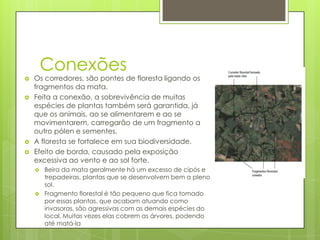 Conexões







Os corredores, são pontes de floresta ligando os
fragmentos da mata.
Feita a conexão, a sobrevivência de muitas
espécies de plantas também será garantida, já
que os animais, ao se alimentarem e ao se
movimentarem, carregarão de um fragmento a
outro pólen e sementes.
A floresta se fortalece em sua biodiversidade.
Efeito de borda, causado pela exposição
excessiva ao vento e ao sol forte.




Beira da mata geralmente há um excesso de cipós e
trepadeiras, plantas que se desenvolvem bem a pleno
sol.
Fragmento florestal é tão pequeno que fica tomado
por essas plantas, que acabam atuando como
invasoras, são agressivas com as demais espécies do
local. Muitas vezes elas cobrem as árvores, podendo
até matá-la

 