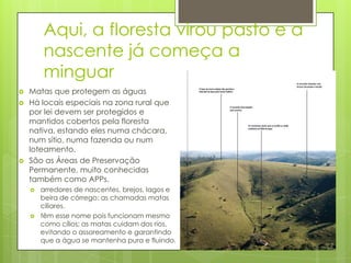 Aqui, a floresta virou pasto e a
nascente já começa a
minguar






Matas que protegem as águas
Há locais especiais na zona rural que
por lei devem ser protegidos e
mantidos cobertos pela floresta
nativa, estando eles numa chácara,
num sítio, numa fazenda ou num
loteamento.
São as Áreas de Preservação
Permanente, muito conhecidas
também como APPs.




arredores de nascentes, brejos, lagos e
beira de córrego: as chamadas matas
ciliares.
têm esse nome pois funcionam mesmo
como cílios; as matas cuidam dos rios,
evitando o assoreamento e garantindo
que a água se mantenha pura e fluindo.

 