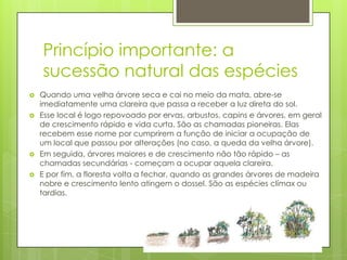 Princípio importante: a
sucessão natural das espécies






Quando uma velha árvore seca e cai no meio da mata, abre-se
imediatamente uma clareira que passa a receber a luz direta do sol.
Esse local é logo repovoado por ervas, arbustos, capins e árvores, em geral
de crescimento rápido e vida curta. São as chamadas pioneiras. Elas
recebem esse nome por cumprirem a função de iniciar a ocupação de
um local que passou por alterações (no caso, a queda da velha árvore).
Em seguida, árvores maiores e de crescimento não tão rápido – as
chamadas secundárias - começam a ocupar aquela clareira.
E por fim, a floresta volta a fechar, quando as grandes árvores de madeira
nobre e crescimento lento atingem o dossel. São as espécies clímax ou
tardias.

 