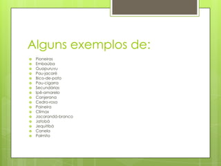 Alguns exemplos de:




















Pioneiras
Embaúba
Guapuruvu
Pau-jacaré
Bico-de-pato
Pau-cigarra
Secundárias
Ipê-amarelo
Canjerana
Cedro-rosa
Paineira
Clímax
Jacarandá-branco
Jatobá
Jequitibá
Canela
Palmito

 