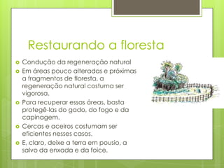 Restaurando a floresta








Condução da regeneração natural
Em áreas pouco alteradas e próximas
a fragmentos de floresta, a
regeneração natural costuma ser
vigorosa.
Para recuperar essas áreas, basta
protegê-las do gado, do fogo e da
capinagem.
Cercas e aceiros costumam ser
eficientes nesses casos.
E, claro, deixe a terra em pousio, a
salvo da enxada e da foice.

 