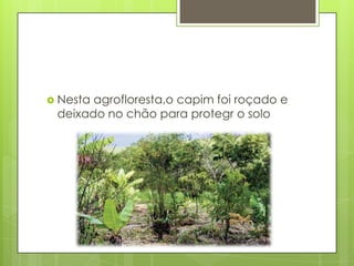  Nesta

agrofloresta,o capim foi roçado e
deixado no chão para protegr o solo

 