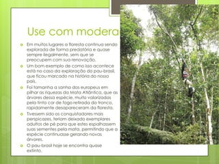 Use com moderação










Em muitos lugares a floresta continua sendo
explorada de forma predatória e quase
sempre ilegalmente, sem que se
preocupem com sua renovação.
Um bom exemplo de como isso acontece
está no caso da exploração do pau-brasil,
que ficou marcado na história do nosso
país.
Foi tamanha a sanha dos europeus em
pilhar as riquezas da Mata Atlântica, que as
árvores dessa espécie, muito valorizadas
pela tinta cor de fogo retirada do tronco,
rapidamente desapareceram da floresta.
Tivessem sido os conquistadores mais
perspicazes, teriam deixado exemplares
adultos de pé para que estes espalhassem
suas sementes pela mata, permitindo que a
espécie continuasse gerando novas
árvores.
O pau-brasil hoje se encontra quase
extinto.

 