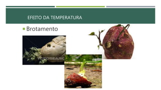 EFEITO DA TEMPERATURA
 Brotamento
 