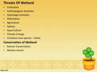 Threats Of Wetland
• Civilization
• Anthropogenic Activities
• Hydrologic Activities
• Defortation
• Agriculture
• Salinity
• Aqua Culture
• Climate Change
• Introduce new species – Salvia
Conservation of Wetland
• Ramsar Conservation.
• Montex record.
 