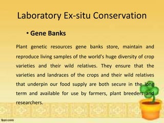 Laboratory Ex-situ Conservation
• Gene Banks
Plant genetic resources gene banks store, maintain and
reproduce living samples of the world's huge diversity of crop
varieties and their wild relatives. They ensure that the
varieties and landraces of the crops and their wild relatives
that underpin our food supply are both secure in the long
term and available for use by farmers, plant breeders and
researchers.
 