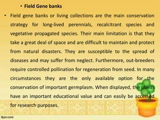 • Field Gene banks
• Field gene banks or living collections are the main conservation
strategy for long-lived perennials, recalcitrant species and
vegetative propagated species. Their main limitation is that they
take a great deal of space and are difficult to maintain and protect
from natural disasters. They are susceptible to the spread of
diseases and may suffer from neglect. Furthermore, out-breeders
require controlled pollination for regeneration from seed. In many
circumstances they are the only available option for the
conservation of important germplasm. When displayed, the plants
have an important educational value and can easily be accessed
for research purposes.
 