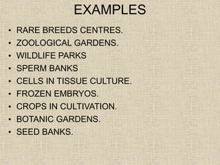 EXAMPLES
• RARE BREEDS CENTRES.
• ZOOLOGICAL GARDENS.
• WILDLIFE PARKS
• SPERM BANKS
• CELLS IN TISSUE CULTURE.
• FROZEN EMBRYOS.
• CROPS IN CULTIVATION.
• BOTANIC GARDENS.
• SEED BANKS.
 