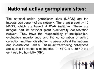 National active germplasm sites:
The national active germplasm sites (NAGS) are the
integral component of the network. There are presently 40
NAGS, which are based at ICAR institutes. These are
integral part of national plant biodiversity conservation
network. They have the responsibility of multiplication,
evaluation, maintenance and the conservation of active
collection and their distribution to users both at the national
and international levels. These active/working collections
are stored in modules maintained at +4°C and 35-40 per
cent relative humidity (RH).
 