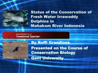 Status of the Conservation of  Fresh Water Irrawaddy Dolphins in  Mahakam River Indonesia By Roffi Grandiosa Presented on the Course of Conservation Biology Gent University 