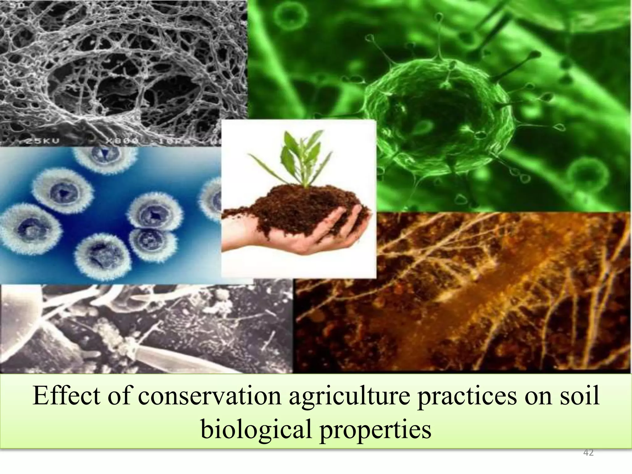 Conservation agriculture: impact on soil health and crop production | PPTX