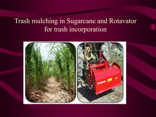 Trash mulching in Sugarcane and Rotavator
for trash incorporation
 