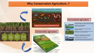 Why Conservation Agriculture..?
Conventional agriculture
Conservation agriculture
 