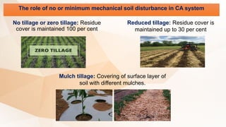 The role of no or minimum mechanical soil disturbance in CA system
No tillage or zero tillage: Residue
cover is maintained 100 per cent
Reduced tillage: Residue cover is
maintained up to 30 per cent
Mulch tillage: Covering of surface layer of
soil with different mulches.
 