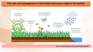 The role and management of soil mulch and cover crops in CA system
Source: Natural Resources Conservation Service
 
