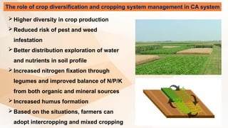 The role of crop diversification and cropping system management in CA system
Higher diversity in crop production
Reduced risk of pest and weed
infestation
Better distribution exploration of water
and nutrients in soil profile
Increased nitrogen fixation through
legumes and improved balance of N/P/K
from both organic and mineral sources
Increased humus formation
Based on the situations, farmers can
adopt intercropping and mixed cropping
 