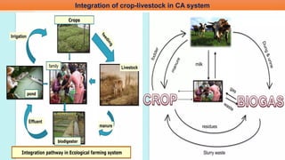Integration of crop-livestock in CA system
 