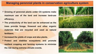 Managing perennial plants in conservation agriculture system
 Growing of perennial plants under CA systems make
maximum use of the land and increase land-use
efficiency.
 The productivity of the land can be enhanced as the
trees provide forage, firewood and other organic
materials that are recycled and used as natural
fertilizers.
 Increased the yields of crops and also plants.
 Protect and stabilize ecosystems and promote
resilient cropping and farming systems to minimize
the risk during extreme climatic events.
 