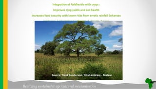 Realizing sustainable agricultural mechanisation
Integration of Faidherbia with crops :
Improves crop yields and soil health
Increases food security with lower risks from erratic rainfall Enhances
resilience / adaptation to threats of climate change
Source: Trent Bunderson. TotalLandcare - Malawi
 