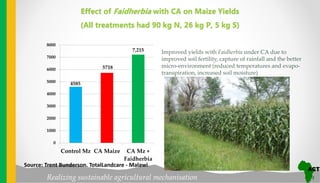 Realizing sustainable agricultural mechanisation
Effect of Faidherbia with CA on Maize Yields
(All treatments had 90 kg N, 26 kg P, 5 kg S)
Improved yields with Faidherbia under CA due to
improved soil fertility, capture of rainfall and the better
micro-environment (reduced temperatures and evapo-
transpiration, increased soil moisture)
4585
5718
7,215
0
1000
2000
3000
4000
5000
6000
7000
8000
Control Mz CA Maize CA Mz +
Faidherbia
Source: Trent Bunderson. TotalLandcare - Malawi
 