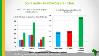 Realizing sustainable agricultural mechanisation
Soils under Faidherbia are richer
Soil C, OM and K are much higher
with Faidherbia
% Soil N is almost double with
Faidherbia
0
0.2
0.4
0.6
0.8
1
1.2
C (%) OM (%) K (Cmol/Kg)
Control Maize CA Maize CA Maize-Faidherbia
0.029 0.03
0.057
0
0.01
0.02
0.03
0.04
0.05
0.06
Control Maize CA Maize CA Maize-
Faidherbia
Source: Trent Bunderson. TotalLandcare - Malawi
 