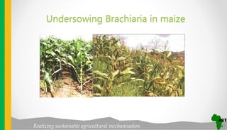 Realizing sustainable agricultural mechanisation
Undersowing Brachiaria in maize
 