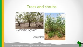 Realizing sustainable agricultural mechanisation
Trees and shrubs
Gliricidia sepium
Piliostigma
 