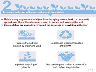  Mulch is any organic material (such as decaying leaves, bark, or compost)
spread over the soil and around a crop to enrich and insulate the soil.
 Live mulches are crops intercropped for purposes of providing soil cover.
Suppresses weed germination
and growth
Improves organic matter accumulation
and carbon sequestration
Improves recycling of
nutrients
Protects the soil from
erosion by water and wind
(FAO)cost.
 