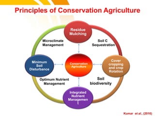 Conservation
Agriculture
Residue
Mulching
Cover
cropping
and crop
Rotation
Integrated
Nutrient
Managemen
t
Minimum
Soil
Disturbance
Microclimate
Management
Soil C
Sequestration
Optimum Nutrient
Management
Soil
biodiversity
Principles of Conservation Agriculture
cost. Kumar et al., (2016)
 