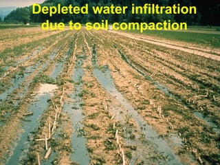 Depleted water infiltration
due to soil compaction
 