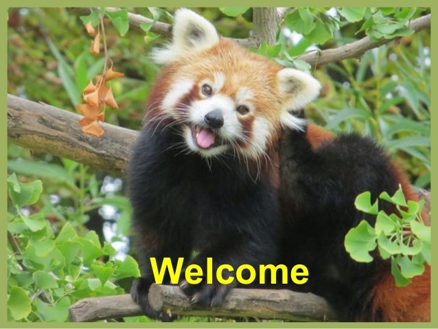 Conservation And Breeding Of Red Panda In Sikkim And Darjeeling