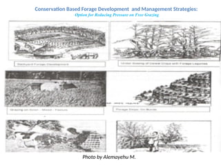 Conservation Based Forage Development.pptx