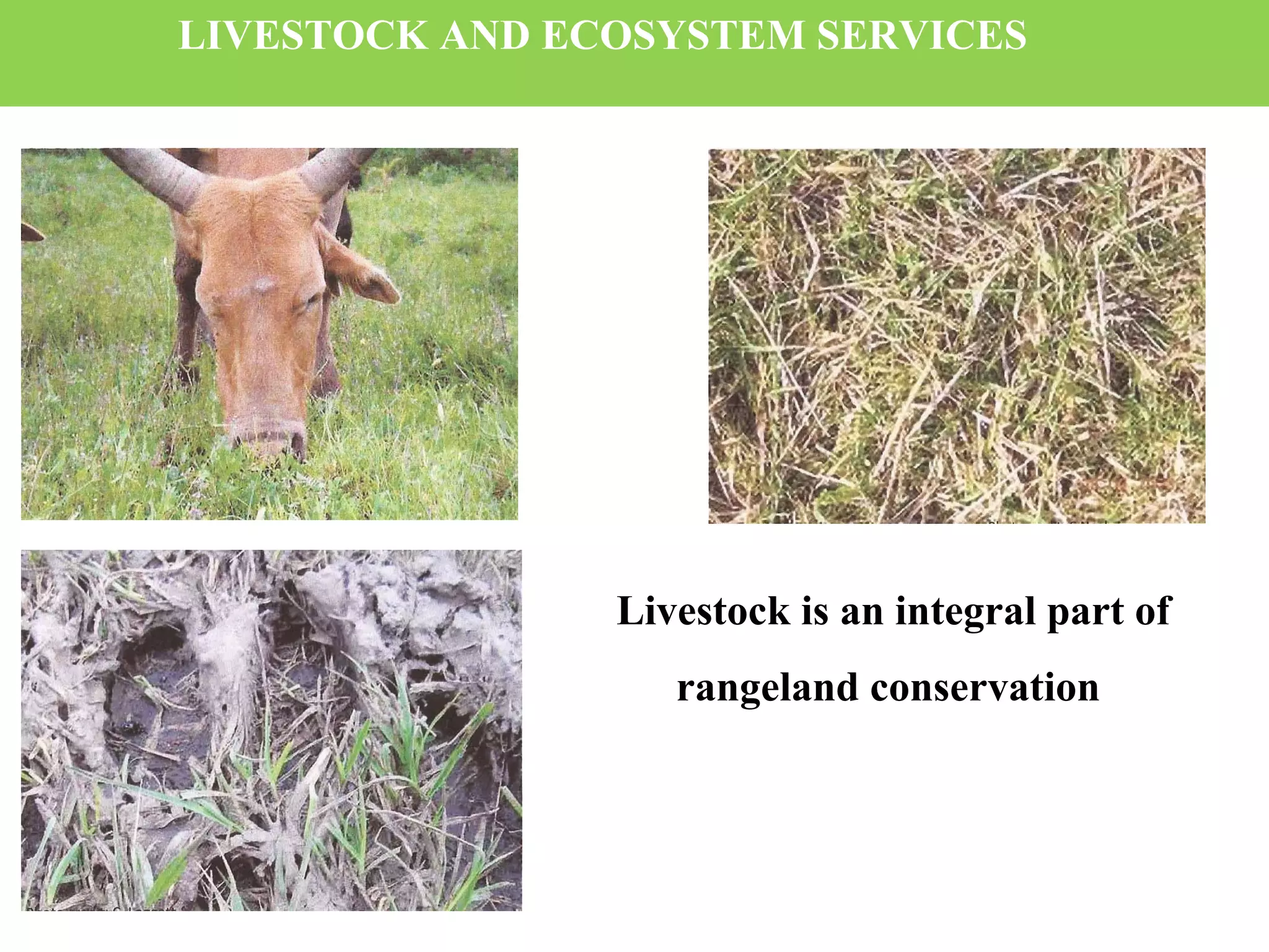 Conservation beef enterpirse %28ppt%29 | PPT