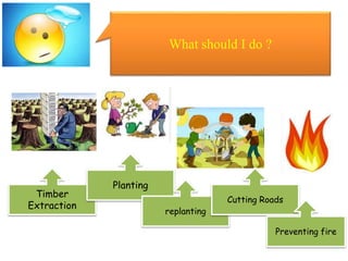 What should I do ?
Timber
Extraction
Planting
replanting
Cutting Roads
Preventing fire
 