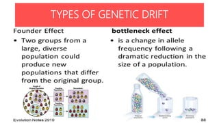 • Population bottleneck –
TYPES OF GENETIC DRIFT
 