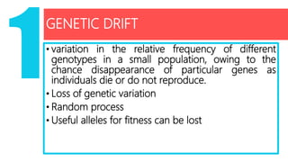 GENETIC DRIFT
• variation in the relative frequency of different
genotypes in a small population, owing to the
chance disappearance of particular genes as
individuals die or do not reproduce.
• Loss of genetic variation
• Random process
• Useful alleles for fitness can be lost
 