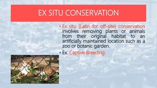 EX SITU CONSERVATION
• Ex situ (Latin for off-site) conservation
involves removing plants or animals
from their original habitat to an
artificially maintained location such as a
zoo or botanic garden.
• Ex. Captive Breeding
 