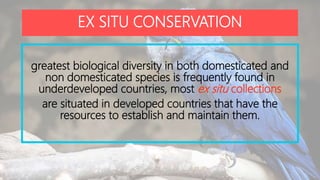 EX SITU CONSERVATION
greatest biological diversity in both domesticated and
non domesticated species is frequently found in
underdeveloped countries, most ex situ collections
are situated in developed countries that have the
resources to establish and maintain them.
 