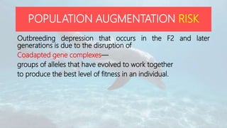 Outbreeding depression that occurs in the F2 and later
generations is due to the disruption of
Coadapted gene complexes—
groups of alleles that have evolved to work together
to produce the best level of fitness in an individual.
POPULATION AUGMENTATION RISK
 