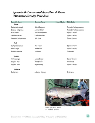 Appendix B: Documented Rare Flora & Fauna
  (Minnesota Heritage Data Base)

Scientiﬁc Name                Common Name                          Federal Status   State Status
     Birds
Bartramia longicauda          Upland Sandpiper                                      Tracked in heritage database
Botaurus lentiginosus         American Bittern                                      Tracked in heritage database
Buteo lineatus                Red-shouldered Hawk                                   Special Concern
Dendroica cerulea             Cerulean Warbler                                      Special Concern
Haliaeetus leucocephalus      Bald Eagle                                            Special Concern


     Fish
Cycleptus elongatus           Blue Sucker                                           Special Concern
Ictiobus niger                Black Buffalo                                         Special Concern
Polyodon spathula             Paddleﬁsh                                             Threatened


     Insects
Atrytone arogos               Arogos Skipper                                        Special Concern
Hesperia ottoe                Ottoe Skipper                                         Threatened
Speyeria idalia               Regal Fritillary                                      Special Concern


     Lichens
Buellia nigra                 A Species of Lichen                                   Endangered




                                                 Ictiobus niger, Black Buﬀalo
                                                 © K. Schmidt, MNDNR



                                                                                                                   79
Conservation in the Middle Minnesota Valley: A Blueprint and Action Plan
 