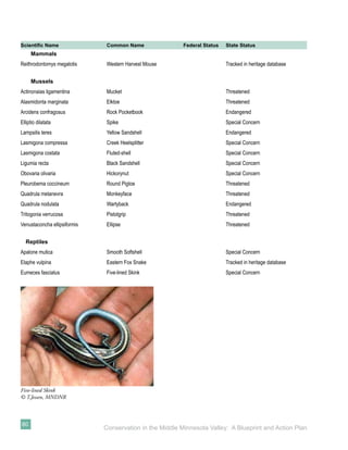 Scientiﬁc Name                 Common Name                Federal Status   State Status
     Mammals
Reithrodontomys megalotis      Western Harvest Mouse                       Tracked in heritage database


     Mussels
Actinonaias ligamentina        Mucket                                      Threatened
Alasmidonta marginata          Elktoe                                      Threatened
Arcidens confragosus           Rock Pocketbook                             Endangered
Elliptio dilatata              Spike                                       Special Concern
Lampsilis teres                Yellow Sandshell                            Endangered
Lasmigona compressa            Creek Heelsplitter                          Special Concern
Lasmigona costata              Fluted-shell                                Special Concern
Ligumia recta                  Black Sandshell                             Special Concern
Obovaria olivaria              Hickorynut                                  Special Concern
Pleurobema coccineum           Round Pigtoe                                Threatened
Quadrula metanevra             Monkeyface                                  Threatened
Quadrula nodulata              Wartyback                                   Endangered
Tritogonia verrucosa           Pistolgrip                                  Threatened
Venustaconcha ellipsiformis    Ellipse                                     Threatened


  Reptiles
Apalone mutica                 Smooth Softshell                            Special Concern
Elaphe vulpina                 Eastern Fox Snake                           Tracked in heritage database
Eumeces fasciatus              Five-lined Skink                            Special Concern




Five-lined Skink
© T.Jessen, MNDNR



80
                              Conservation in the Middle Minnesota Valley: A Blueprint and Action Plan
 