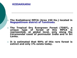 KODIAKKARAI
 The Kodiakkarai MPCA (Area 150 Ha.) located in
Nagapattinam district of Tamilnadu.
 The Tropical Dry Evergreen Forest (TDEF), a
unique type of forest of this MPCA is
represented, at global level, only along the
Coramandal coast of peninsular India and in Sri
Lanka.
 It is estimated that 99% of this rare forest is
extinct and only 1% exists today.
 
