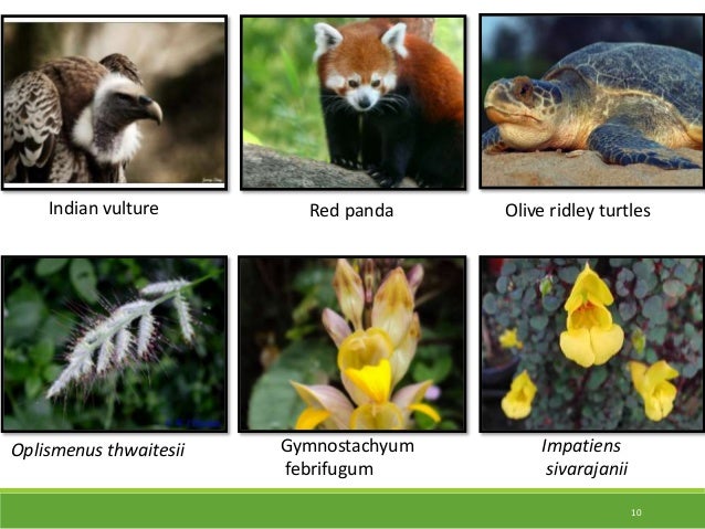 Conservation Of Biodiversity In India Endangered endemic Species Of conservation-of-biodiversity-in-india-endangered-endemic-species-of