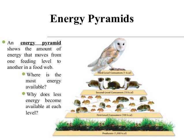 Conservation Of Environment For Future