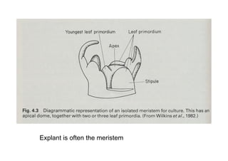 Explant is often the meristem
 