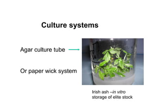 Agar culture tube
Or paper wick system
Culture systems
Irish ash –in vitro
storage of elite stock
 