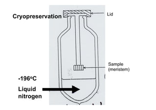 Lid
Sample
(meristem)
-196oC
Liquid
nitrogen
Cryopreservation
 
