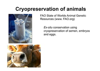 Cryopreservation of animals
FAO State of Worlds Animal Genetic
Resources (www. FAO.org)
Ex-situ conservation using
cryopreservation of semen, embryos
and eggs.
 