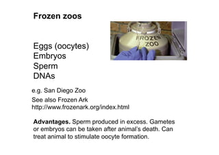 Frozen zoos
Eggs (oocytes)
Embryos
Sperm
DNAs
e.g. San Diego Zoo
See also Frozen Ark
http://www.frozenark.org/index.html
Advantages. Sperm produced in excess. Gametes
or embryos can be taken after animal’s death. Can
treat animal to stimulate oocyte formation.
 